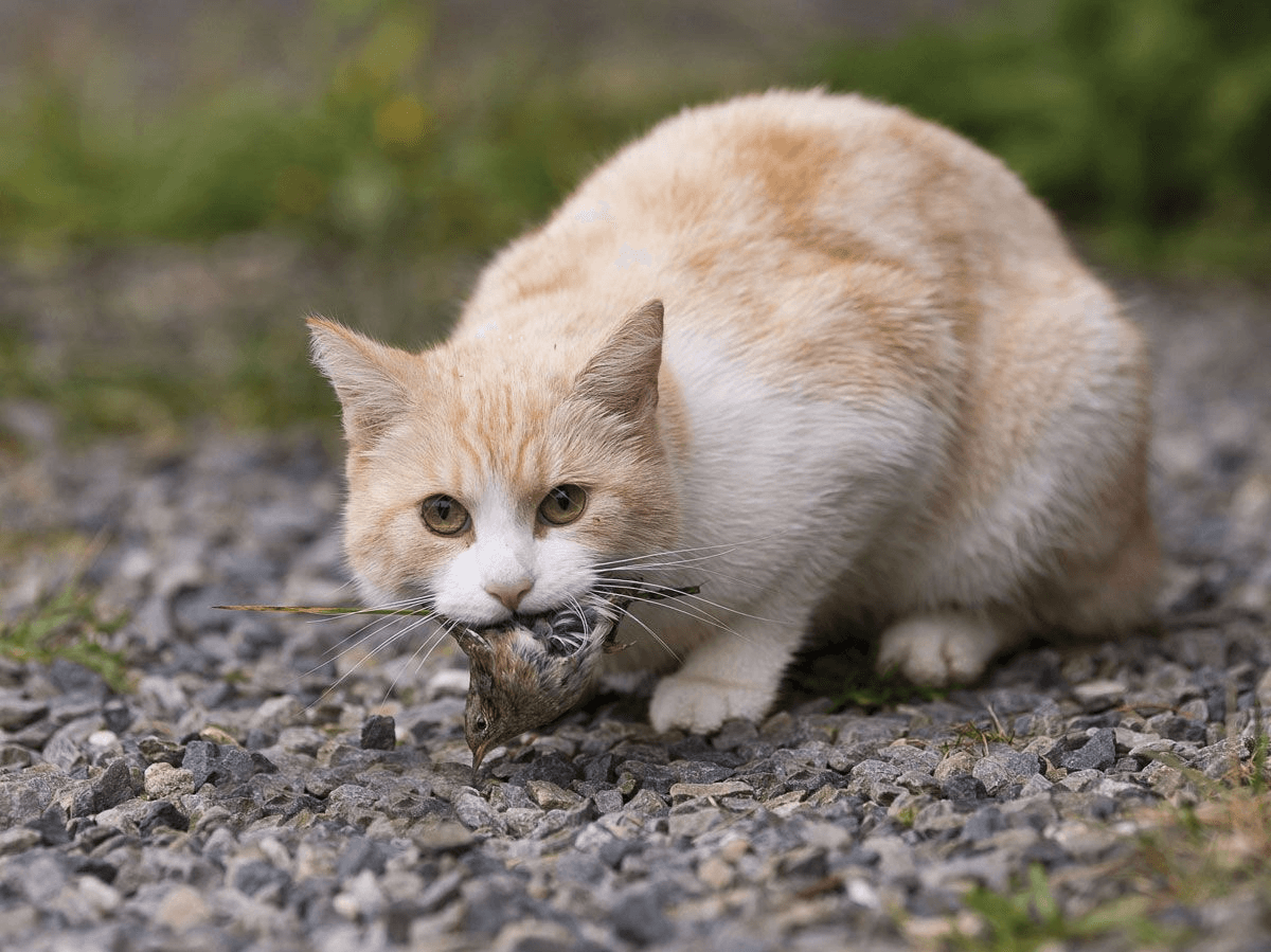 Toxoplasmosis Felina: Ciclo, Signos Clínicos y Realidad sobre la Transmisión