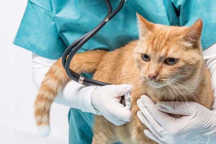 Neumonitis y Neumonía Felina: Causas Virales, Bacterianas y Fúngicas