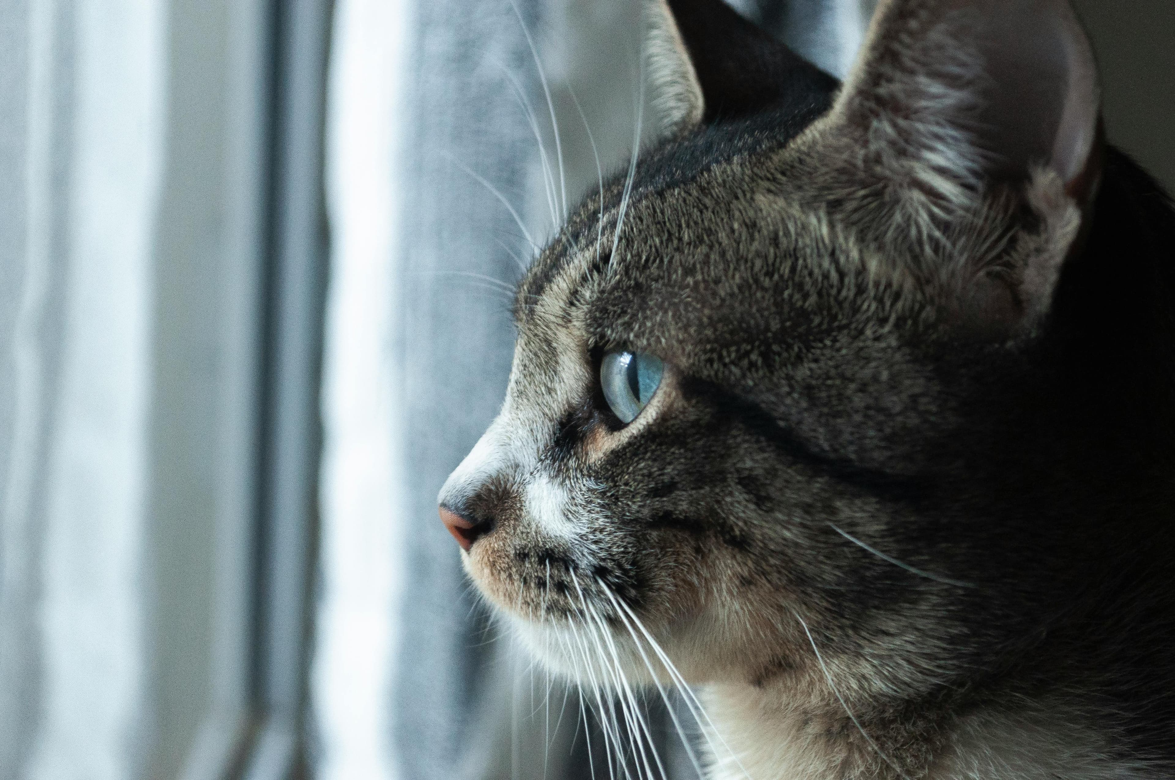 Guía Clínica: Leucemia Viral Felina (FeLV) - Diagnóstico y Manejo