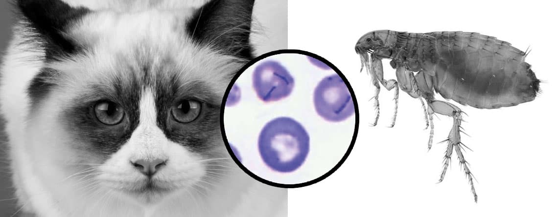 Hemoplasmosis Felina: Anemia Infecciosa y Diagnóstico Molecular