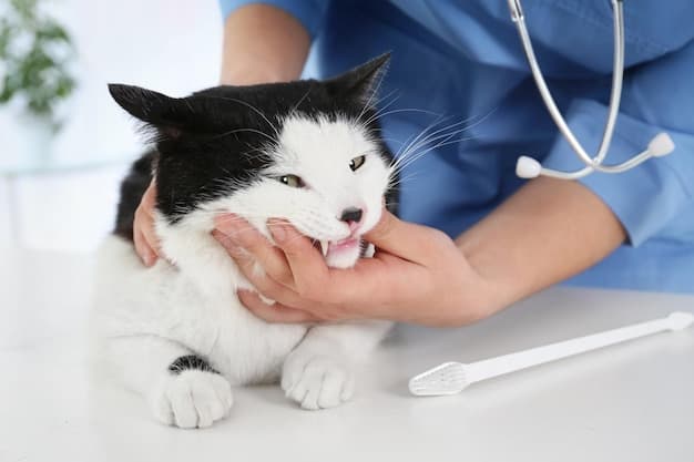 Síndrome de Inmunodeficiencia Felina (FIV): Transmisión, Fases y Cuidados